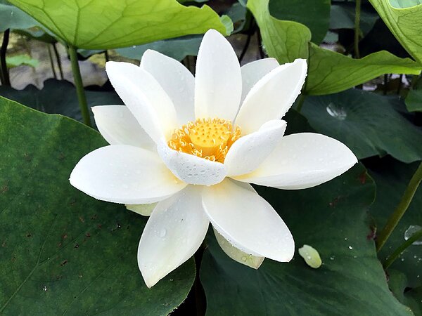 レンコン（蓮根）‥旬は秋～冬　の画像